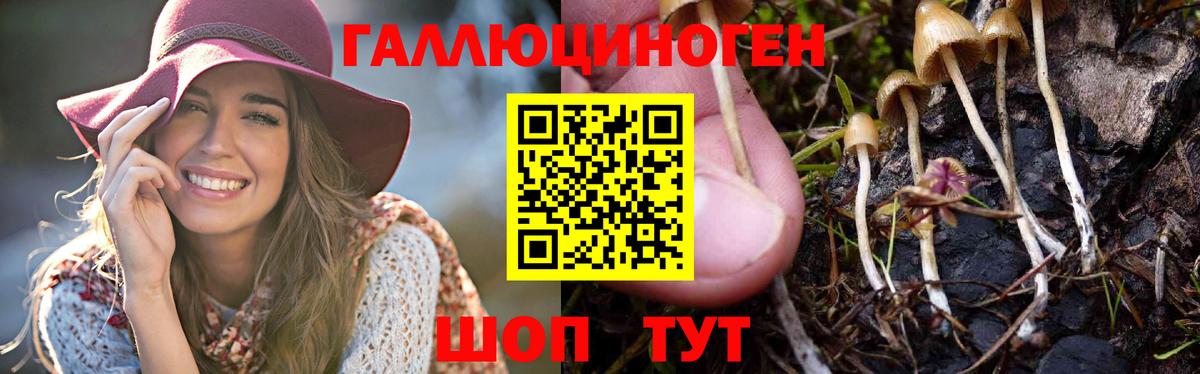 Псилоцибиновые грибы MAGIC MUSHROOMS  купить  цена  Гатчина  Вход с VPN 